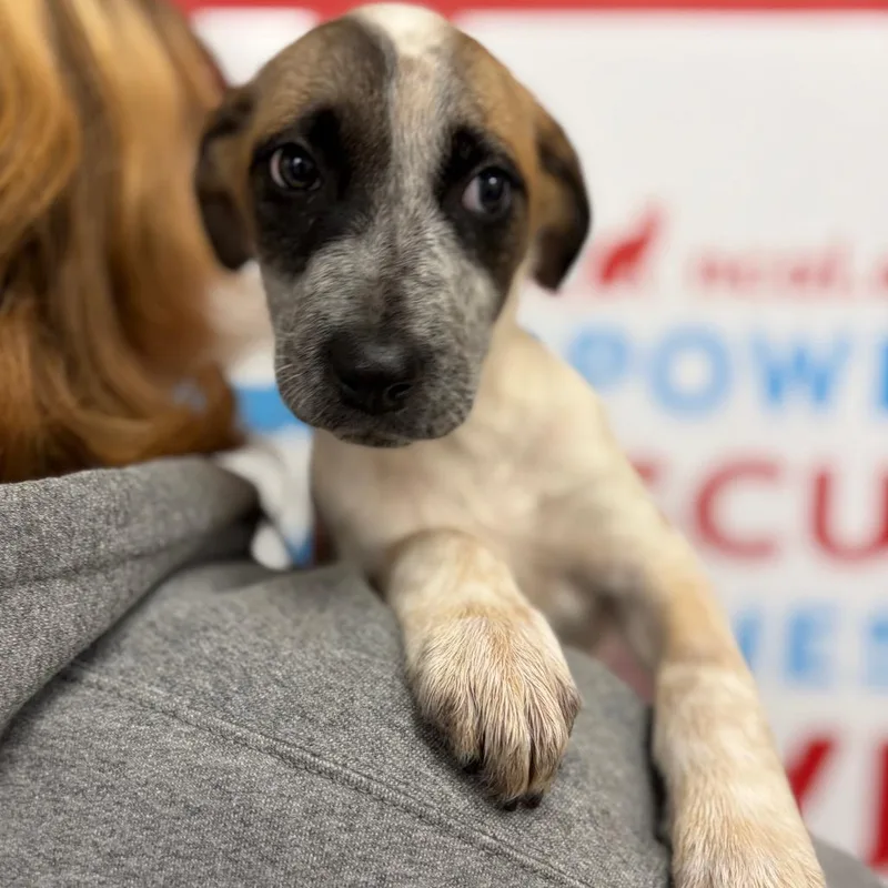 A baby small-sized female White / Cream Mixed Breed dog named Scrambled for adoption in Morrisville, VT
