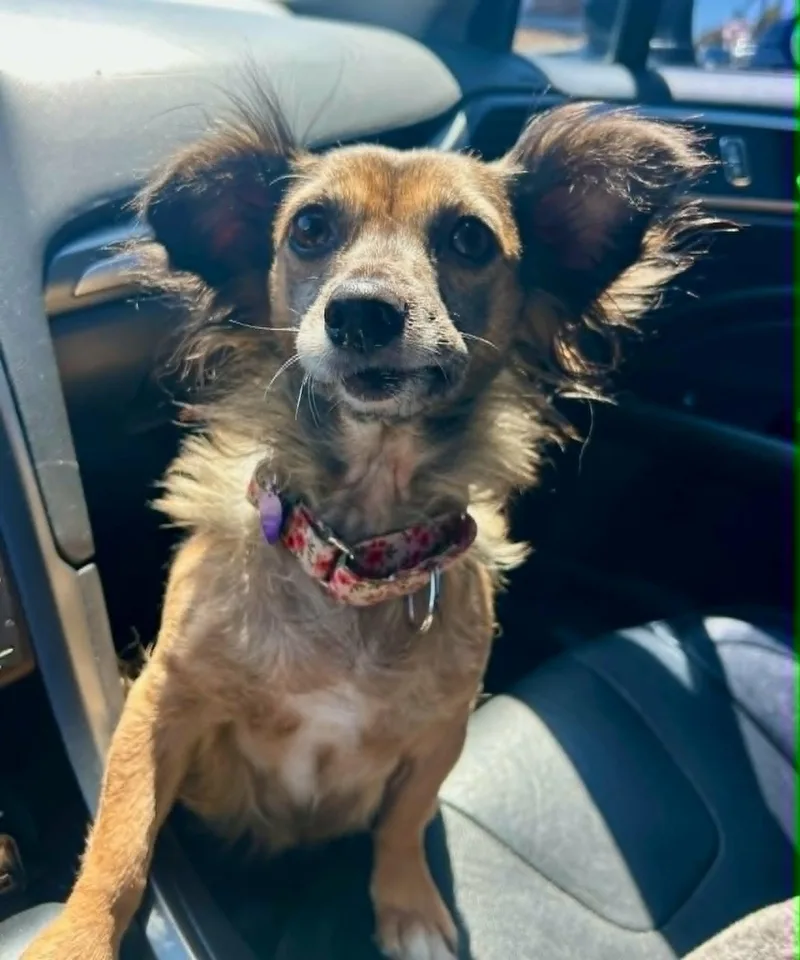 An adult small-sized female Dachshund dog named Abby for adoption in Anza, CA