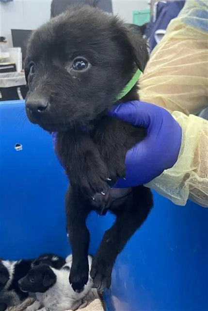 A baby large-sized male Mixed Breed dog named Gentleman for adoption in Dallas, TX
