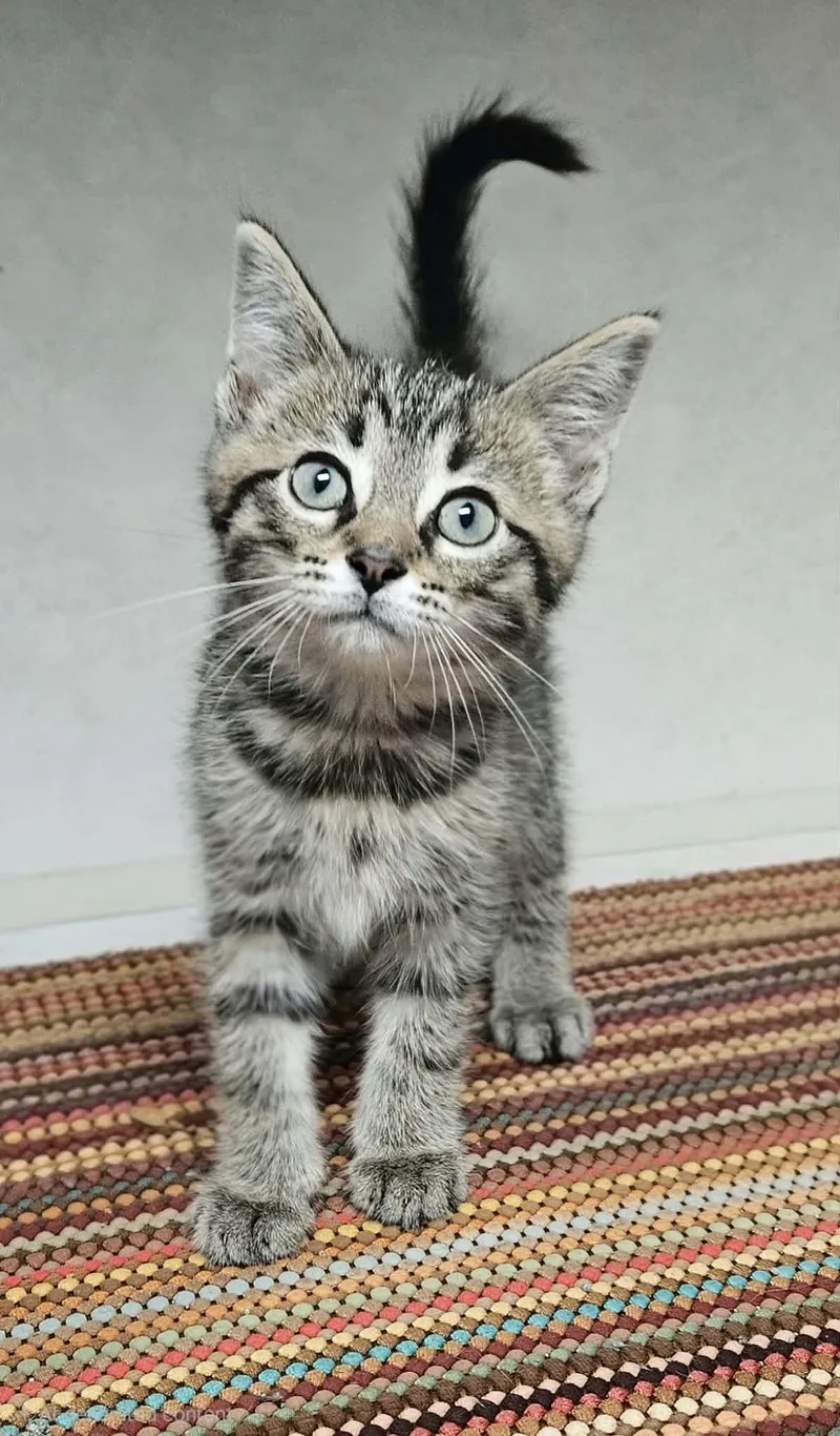 A baby medium-sized male Tabby (Brown / Chocolate) Domestic Short Hair cat named Pepper for adoption in Wapakoneta, OH
