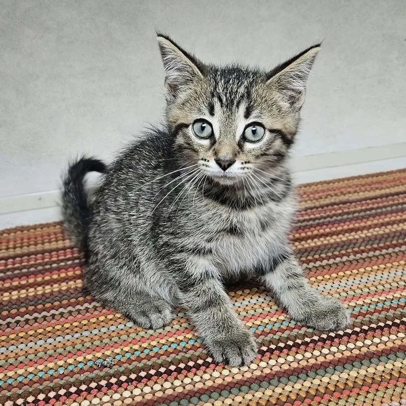 Pepper thumbnail 3