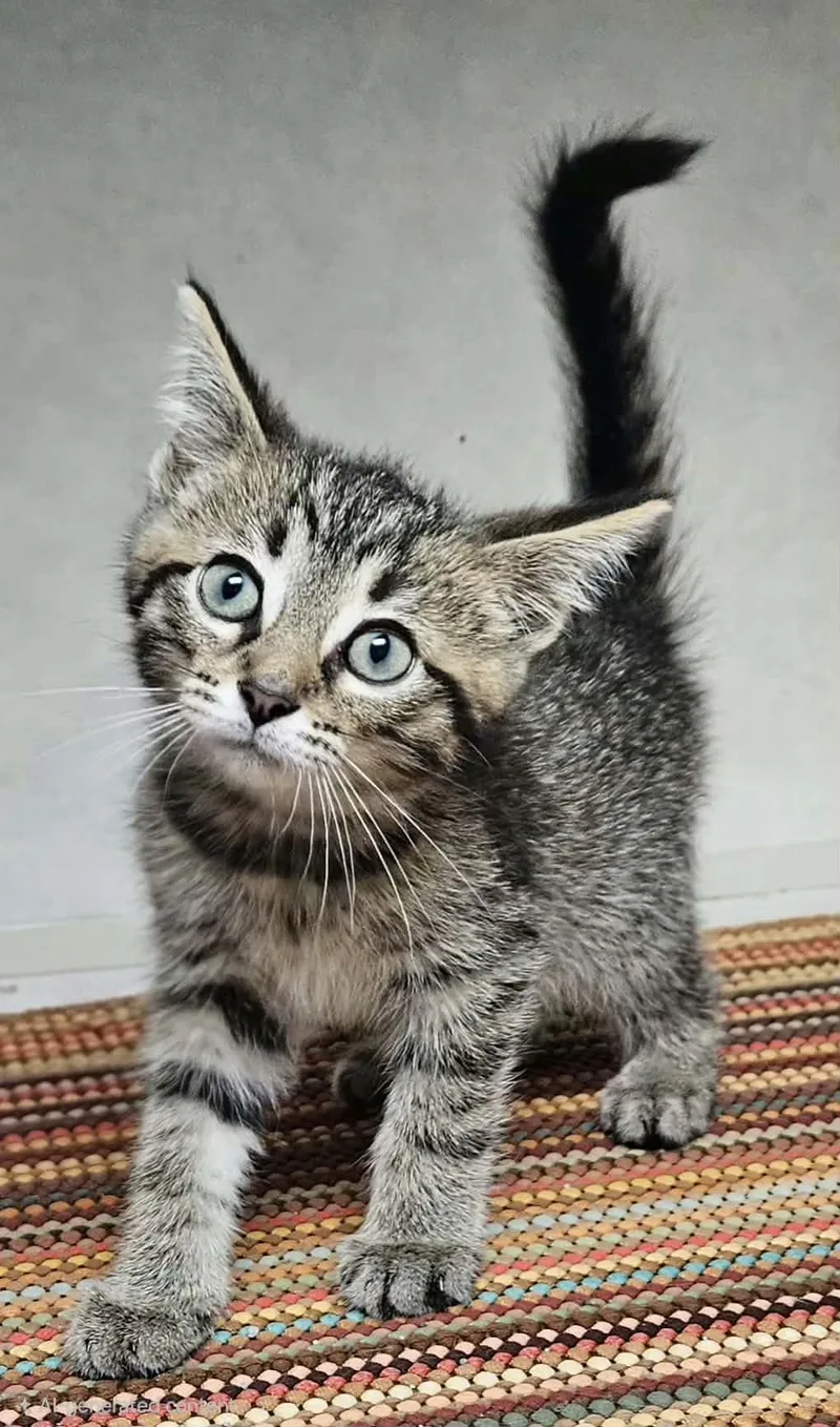 Pepper thumbnail 4