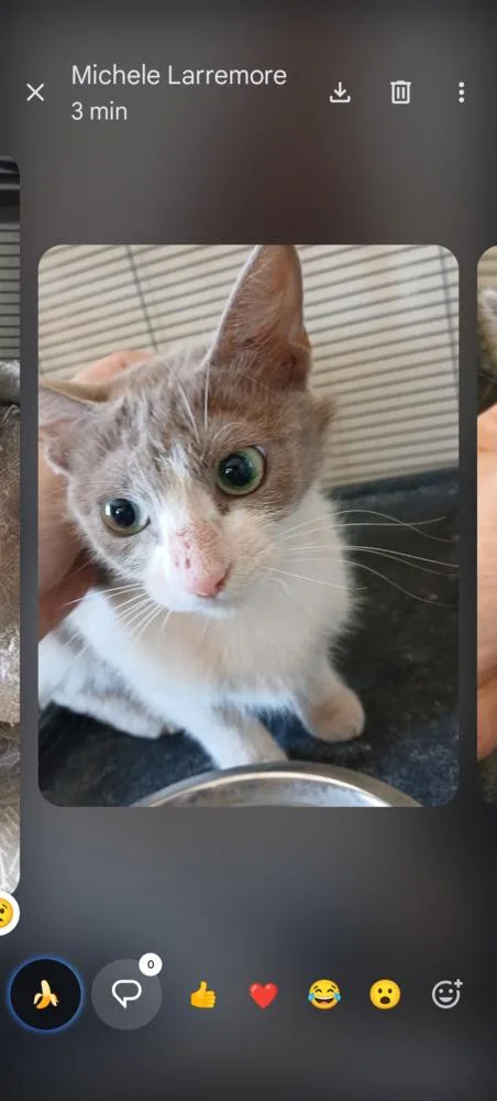 An adult small-sized female Gray & White Domestic Short Hair cat named Cinderella for adoption in Thatcher, AZ