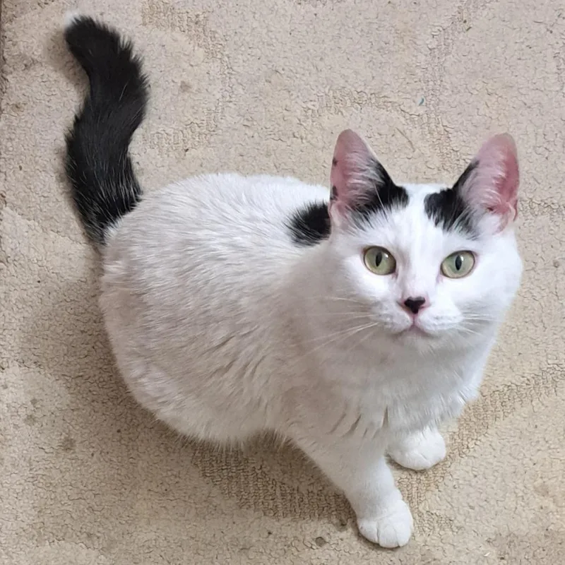 An adult small-sized female White Domestic Short Hair cat named Lost Snow Is Lost for adoption in Rochester, MN