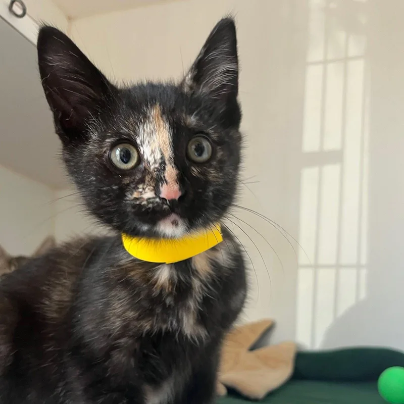 A baby small-sized female Domestic Short Hair cat named Myrtle for adoption in Oakland, CA