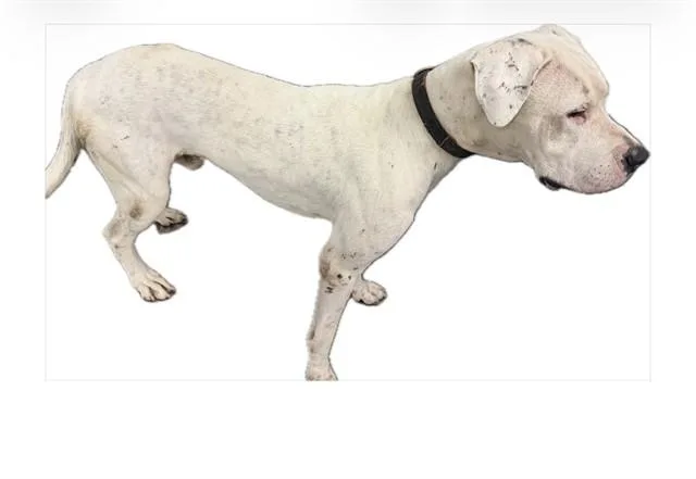 An adult large-sized male Dogo Argentino dog named Vader for adoption in Miami, FL