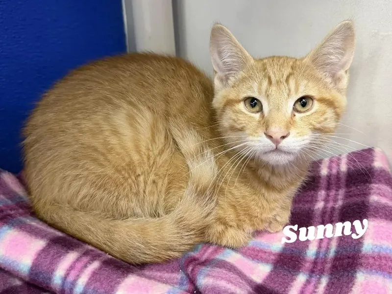 A young medium-sized male Tabby (Orange / Red) Domestic Short Hair cat named Sunny for adoption in Dunkirk, NY
