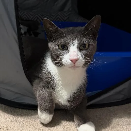 A young medium-sized female Gray / Blue / Silver Domestic Short Hair cat named Sunshine for adoption in Oceanside, NY