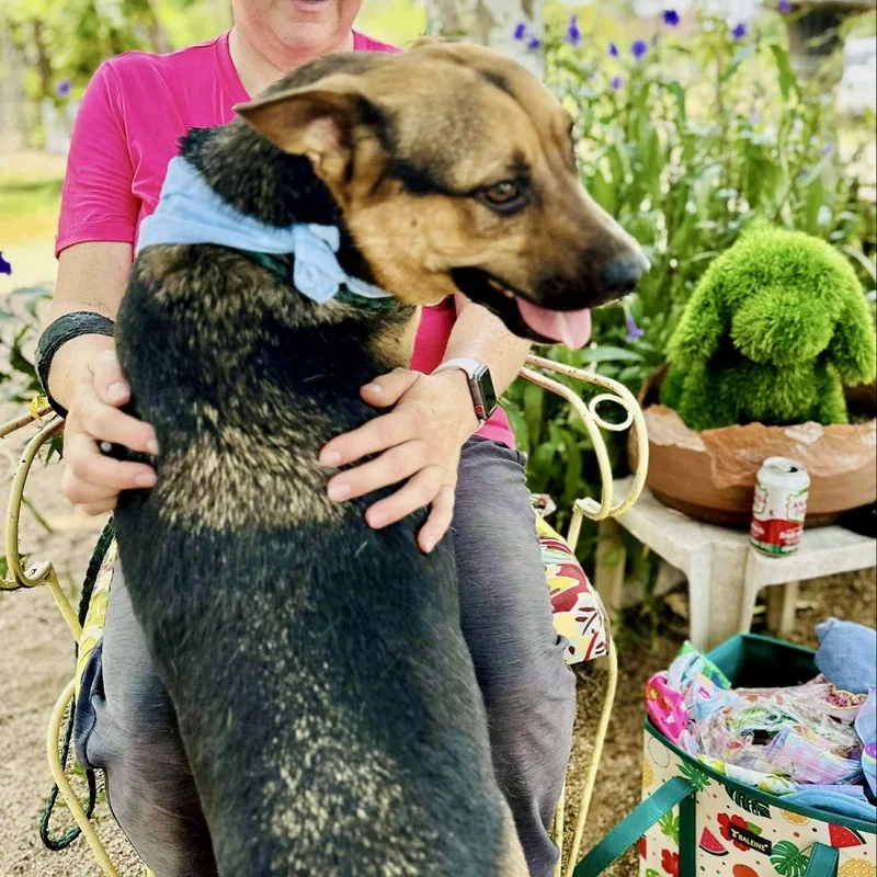 A young medium-sized male Shepherd dog named Roger for adoption in Longview, TX