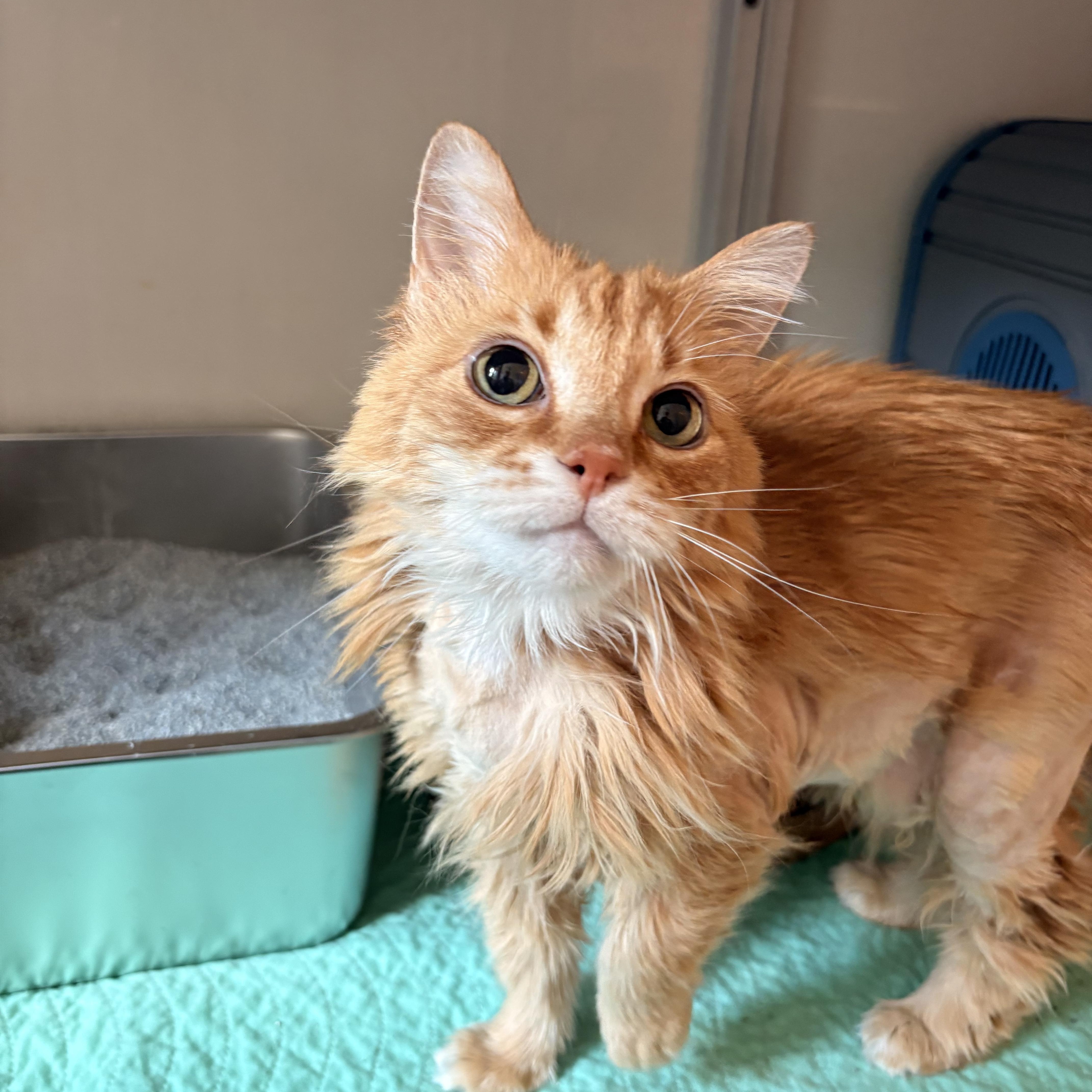 A senior medium-sized female Tabby (Buff / Tan / Fawn) Domestic Long Hair cat named Roxy for adoption in White Oak, PA