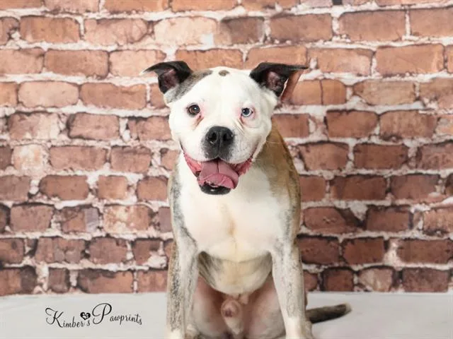 An adult large-sized male Boxer dog named Omega for adoption in Omaha, NE
