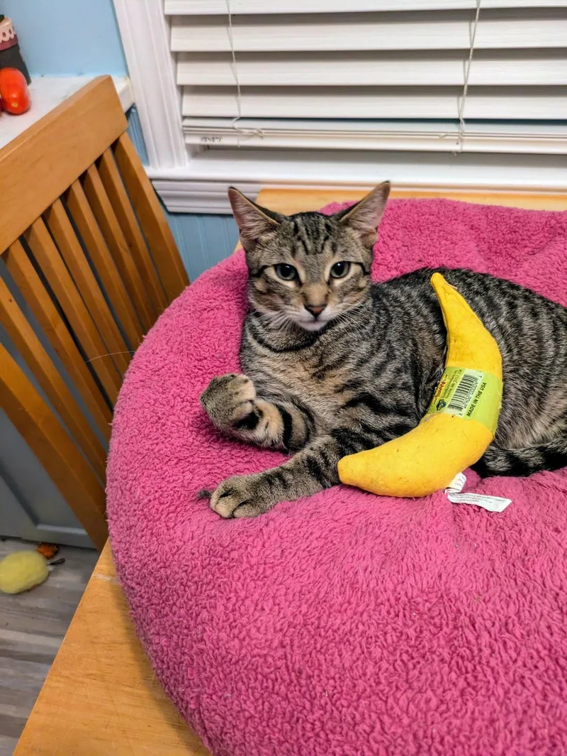 C Litter Simone thumbnail 2