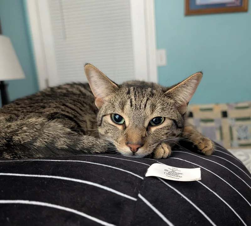 C Litter Simone thumbnail 3