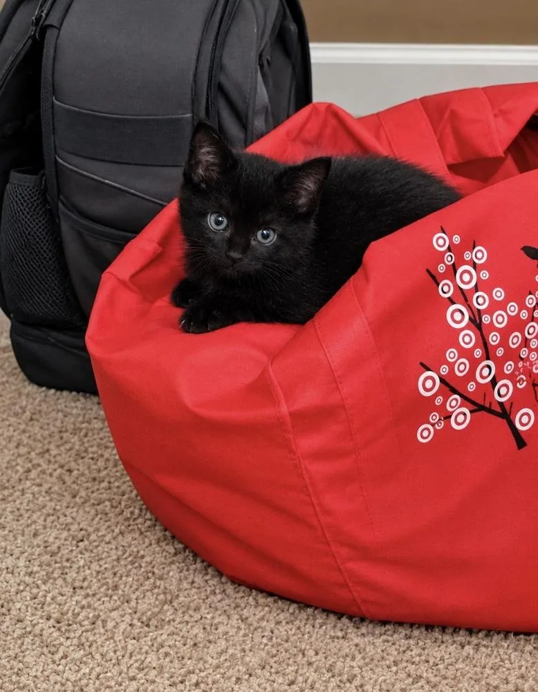 A baby small-sized female Domestic Medium Hair cat named Bashfull for adoption in Virginia Beach, VA