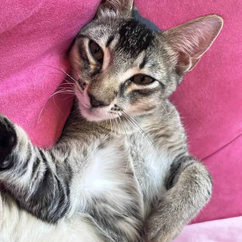 A baby medium-sized male Tabby (Brown / Chocolate) Domestic Short Hair cat named Buddy for adoption in Davis, CA