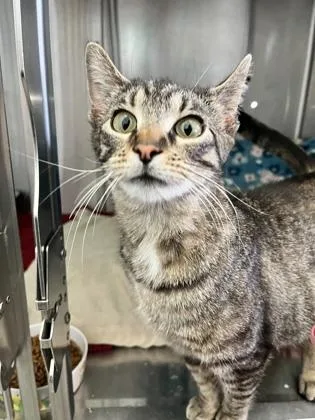 An adult large-sized female Domestic Short Hair cat named Shiraz for adoption in Columbus, IN