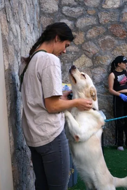 An adult medium-sized male White / Cream Shepherd dog named Perfection for adoption in El Paso, TX