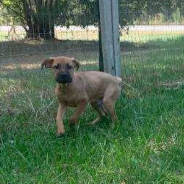 A baby medium-sized male Hound dog named Kimbo for adoption in Medfield, MA