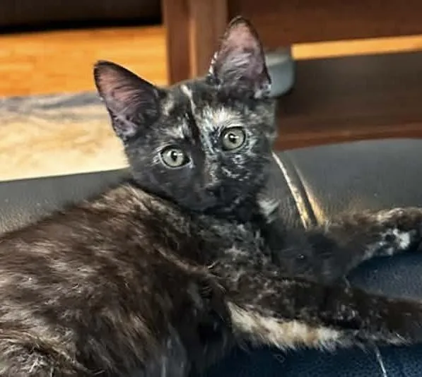 A baby medium-sized female Tortoiseshell Domestic Short Hair cat named Patches for adoption in Breinigsville, PA