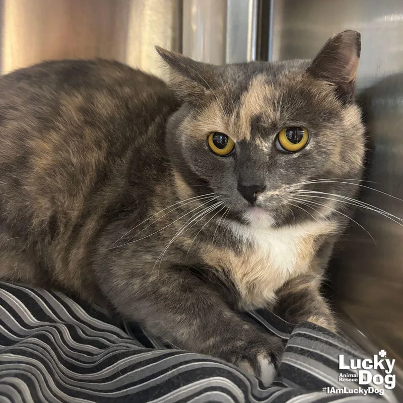 An adult medium-sized female Domestic Short Hair cat named Buffy for adoption in Washington, DC