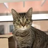 An adult medium-sized female Tabby (Brown / Chocolate) Domestic Short Hair cat named Honey Bun for adoption in Hilliard, OH