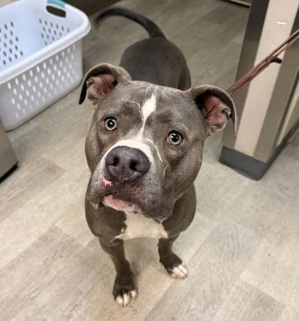 An adult medium-sized male Pit Bull Terrier dog named Cowboy for adoption in San Diego, CA