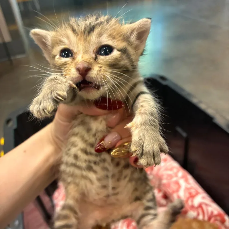 A baby small-sized female Brown / Chocolate Domestic Short Hair cat named Maya for adoption in Norman, OK