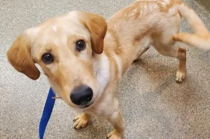 An adult large-sized male Labrador Retriever dog named Bibo for adoption in Kansas City, MO