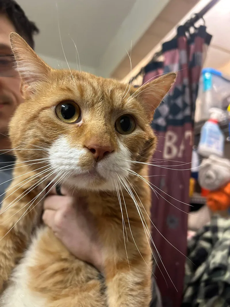 A young medium-sized female Domestic Short Hair cat named Kaylanna for adoption in East Hartford , CT