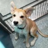 A baby medium-sized male Siberian Husky dog named Tot for adoption in Santa Cruz, CA