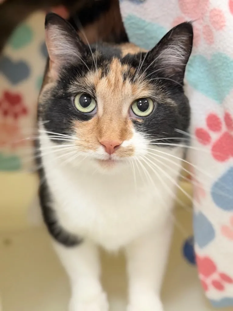 A young medium-sized female Domestic Short Hair cat named Hattie for adoption in Menomonie, WI