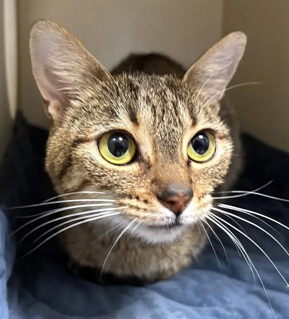A young medium-sized female Domestic Short Hair cat named Tania for adoption in Brewster, MA