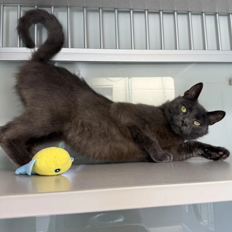 A baby medium-sized male Gray / Blue / Silver Domestic Short Hair cat named Aspen for adoption in West Milford, NJ