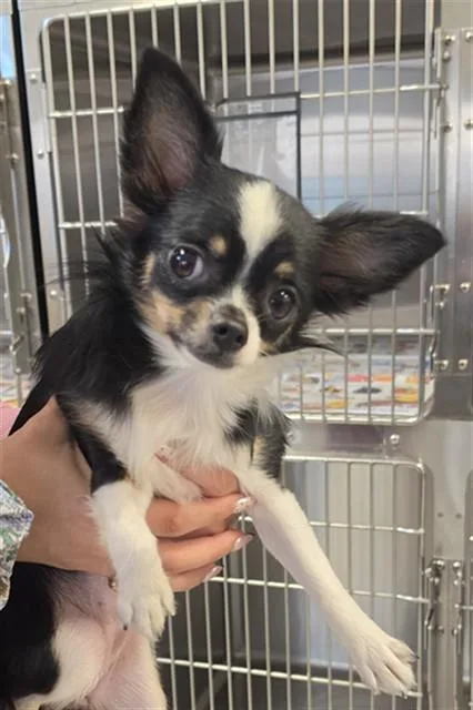 An adult medium-sized female Papillon dog named A for adoption in Houston, TX