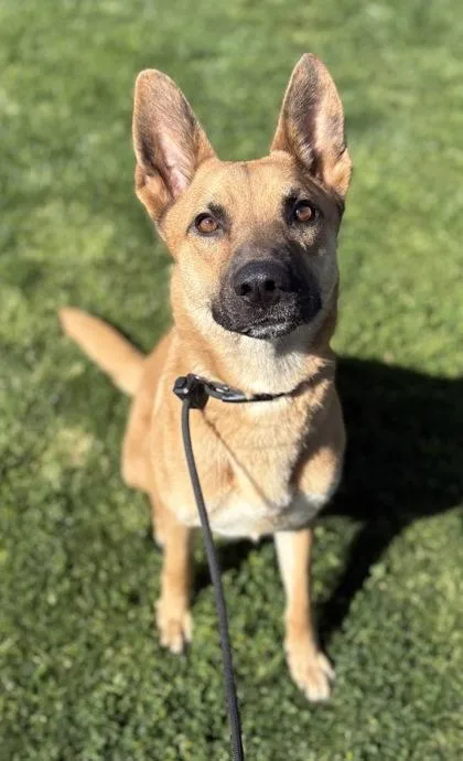 An adult large-sized female Shepherd dog named Tiara for adoption in Phoenix, AZ