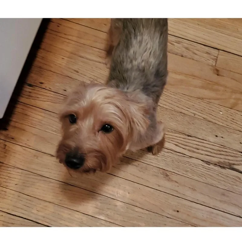 Waffles thumbnail 2