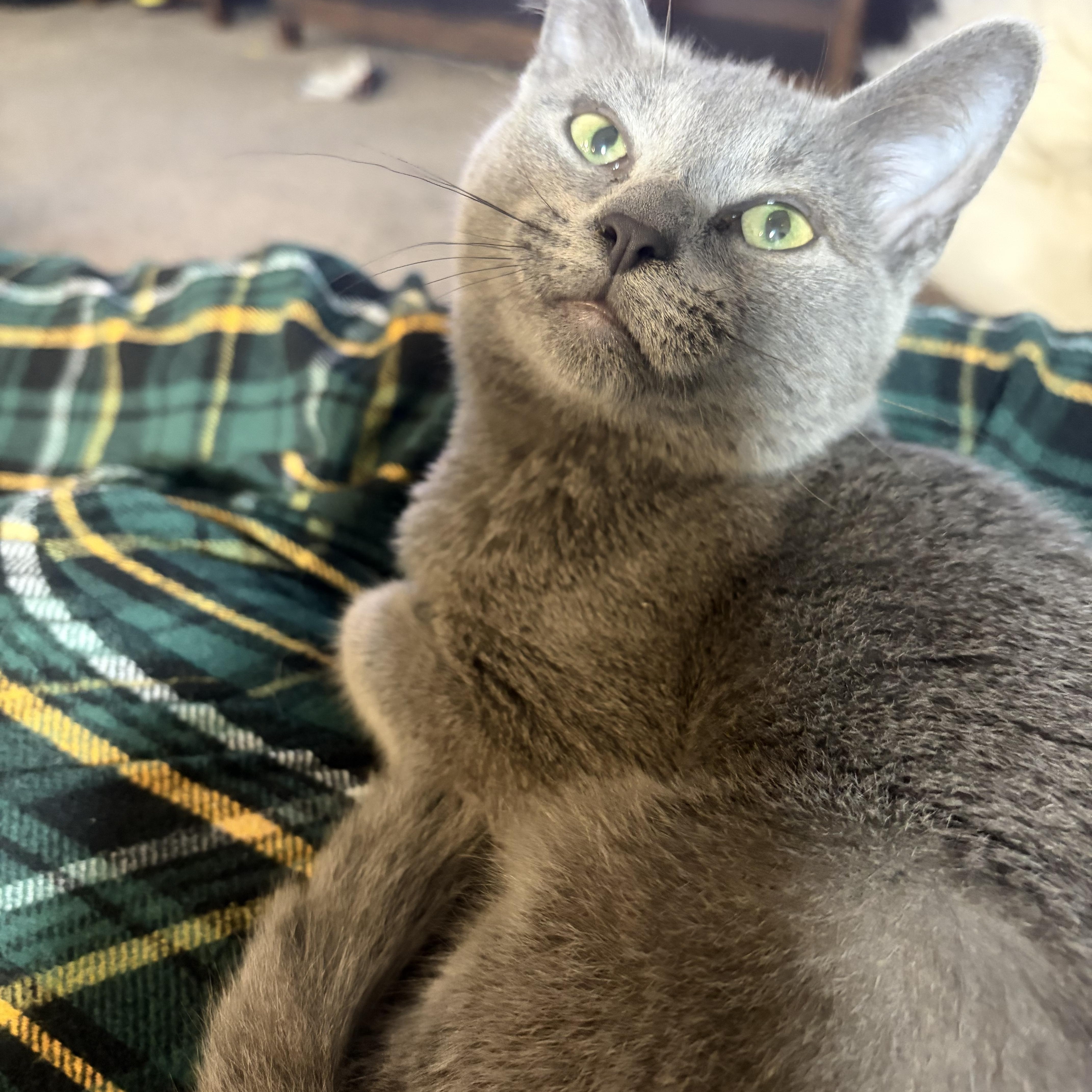 A baby small-sized male Gray / Blue / Silver Domestic Short Hair cat named Smokey for adoption in Davisburg, MI