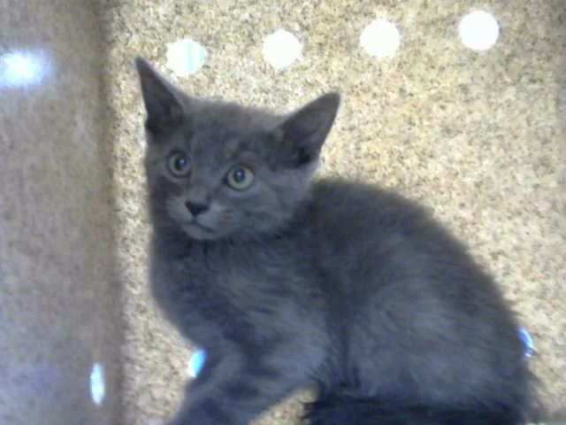 A baby small-sized male Domestic Short Hair cat named Sun for adoption in Albuquerque, NM
