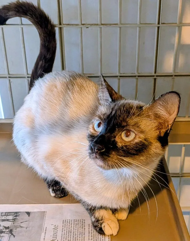 A young medium-sized female Snowshoe cat named Luna for adoption in St. Augustine, FL