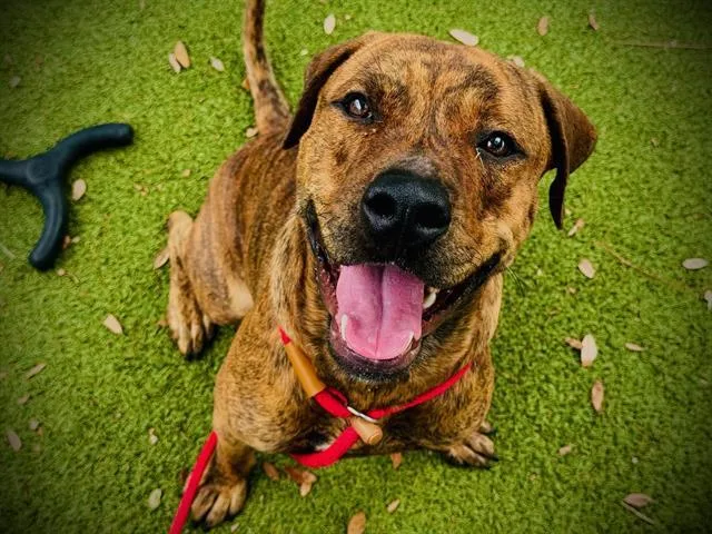An adult large-sized male Staffordshire Bull Terrier dog named Tiger for adoption in Orlando, FL