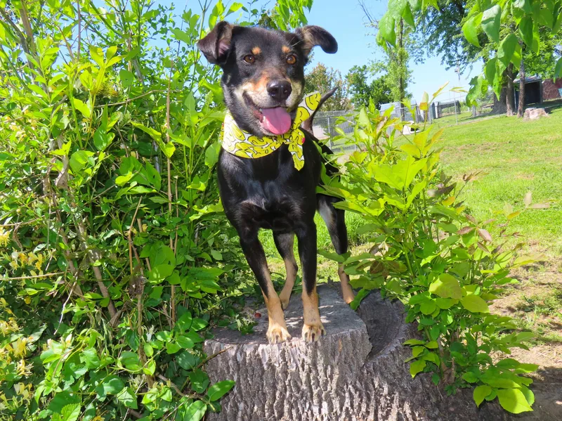 A young medium-sized female German Pinscher dog named Dosey Doe  C for adoption in Rogers, AR