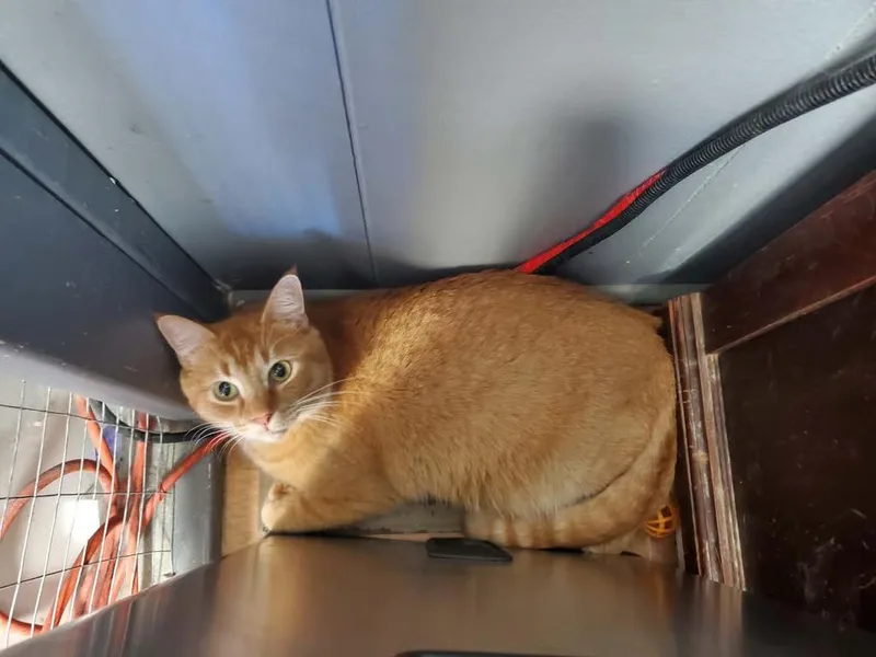 An adult medium-sized male Orange & White Domestic Short Hair cat named Jim Morrison for adoption in Kalamazoo, MI