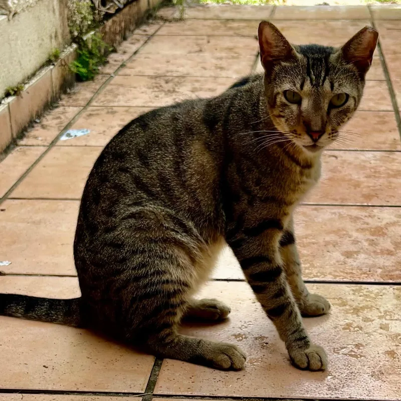 An adult small-sized male Domestic Short Hair cat named Tigre for adoption in Aibonito, PR
