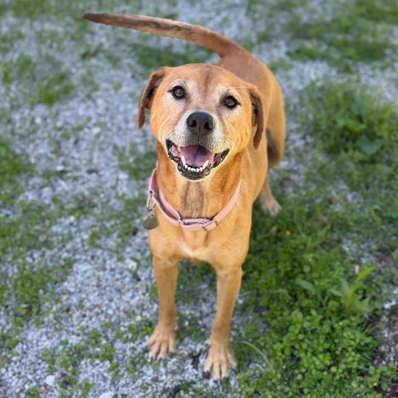 A senior medium-sized female Yellow / Tan / Blond / Fawn Retriever dog named Daisy for adoption in Pittsford, VT