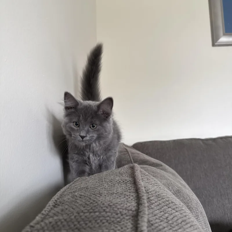 A baby medium-sized female Gray / Blue / Silver Domestic Medium Hair cat named Amethyst for adoption in Miamisburg, OH