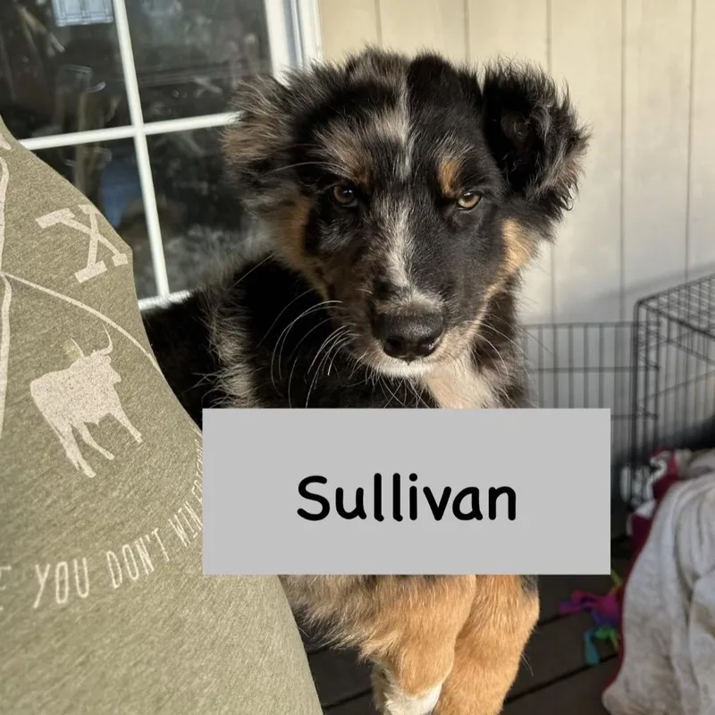 Sullivan thumbnail 4