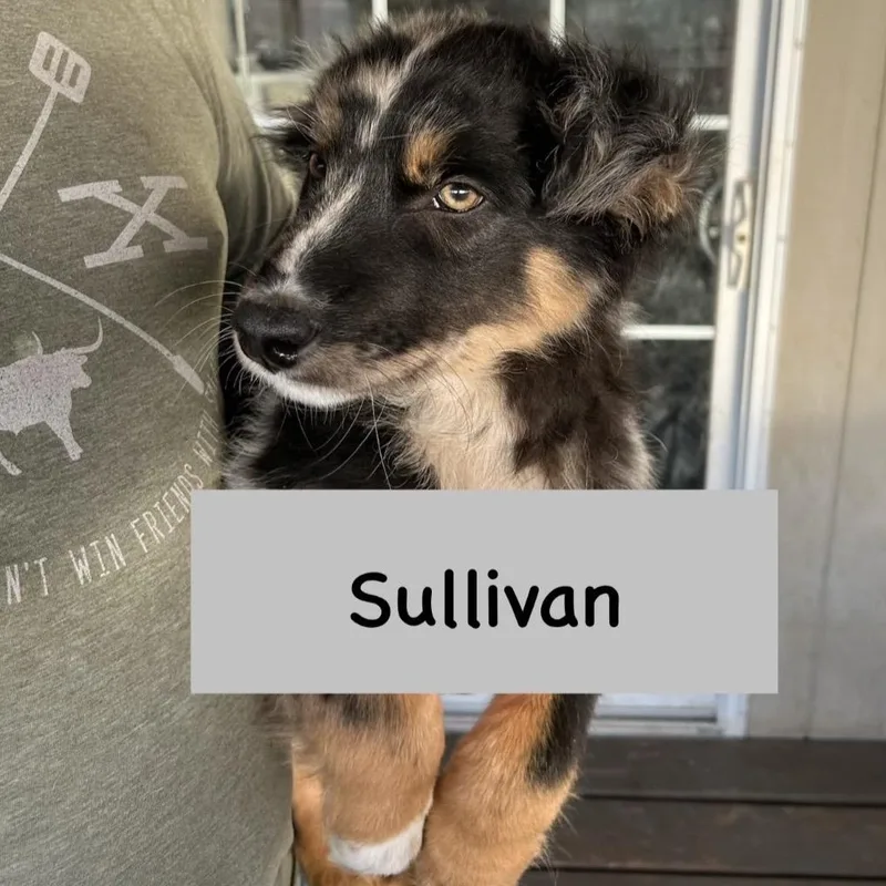Sullivan thumbnail 5
