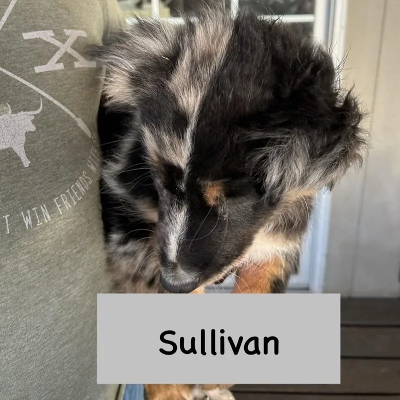 Sullivan thumbnail 6