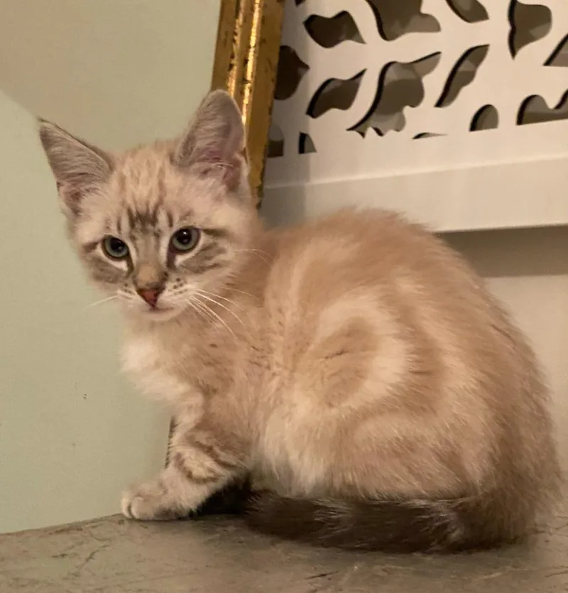 A baby small-sized male Domestic Short Hair cat named Tiramisu for adoption in Minneapolis, MN
