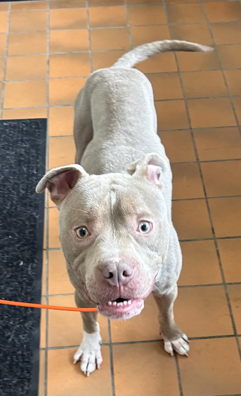 A young medium-sized male Yellow / Tan / Blond / Fawn Pit Bull Terrier dog named Farley HOLD for adoption in Canton, OH